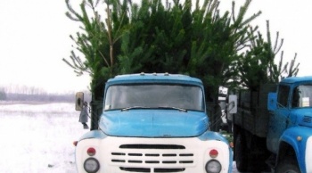 Новогодний маршрут: из Прикамья в Казахстан отправятся 12 тысяч елок