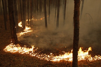 Система «Лесной диспетчер» будет предотвращать пожары в Прикамье