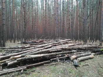 Санитары леса