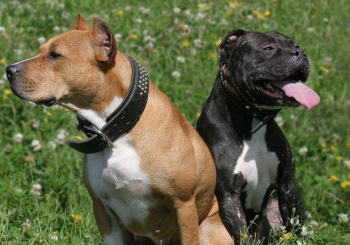 В Госдуме предложили выдавать разрешения на бойцовских собак после спецкурсов