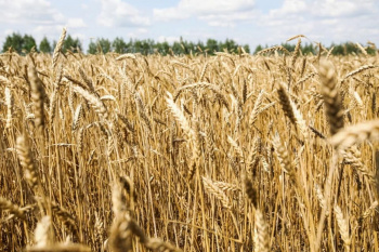 Чайковские аграрии собрали 20 тысяч тонн зерна