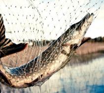 В Чайковском изъяли незаконно выловленную сетями рыбу