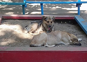 Бродячие собаки на детской площадке