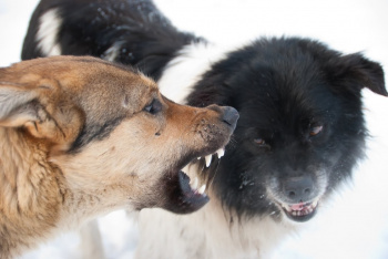  Чайковская администрация заплатит штраф за укус ребёнка бродячими собаками