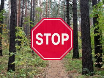 В Чайковском вводится временный запрет на посещение лесов