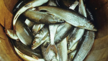 С 1 мая по 10 июня на Воткинском водохранилище будет действовать запрет на рыбалку