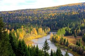 В Прикамье введён запрет на посещение лесов с 17 по 23 мая