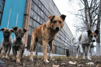 Совет Госдумы РФ поручил подготовить изменения в законодательство для решения проблемы нападения бродячих собак на людей